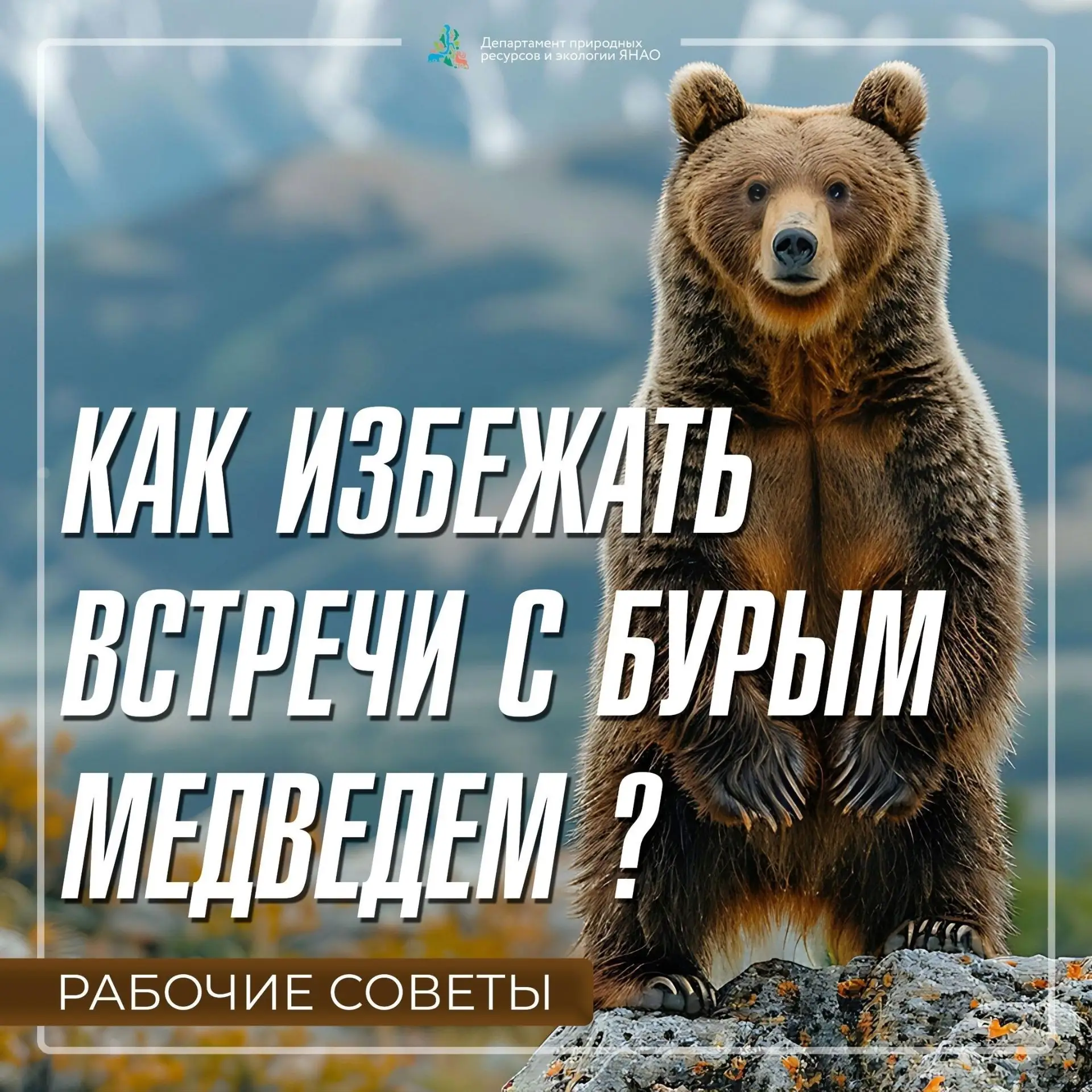 🐻Как вести себя при встрече с медведем?