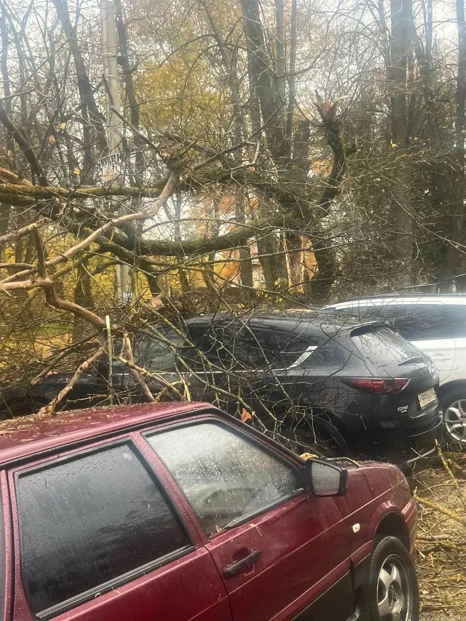 В Деденево дерево рухнуло прямо на машину 😳