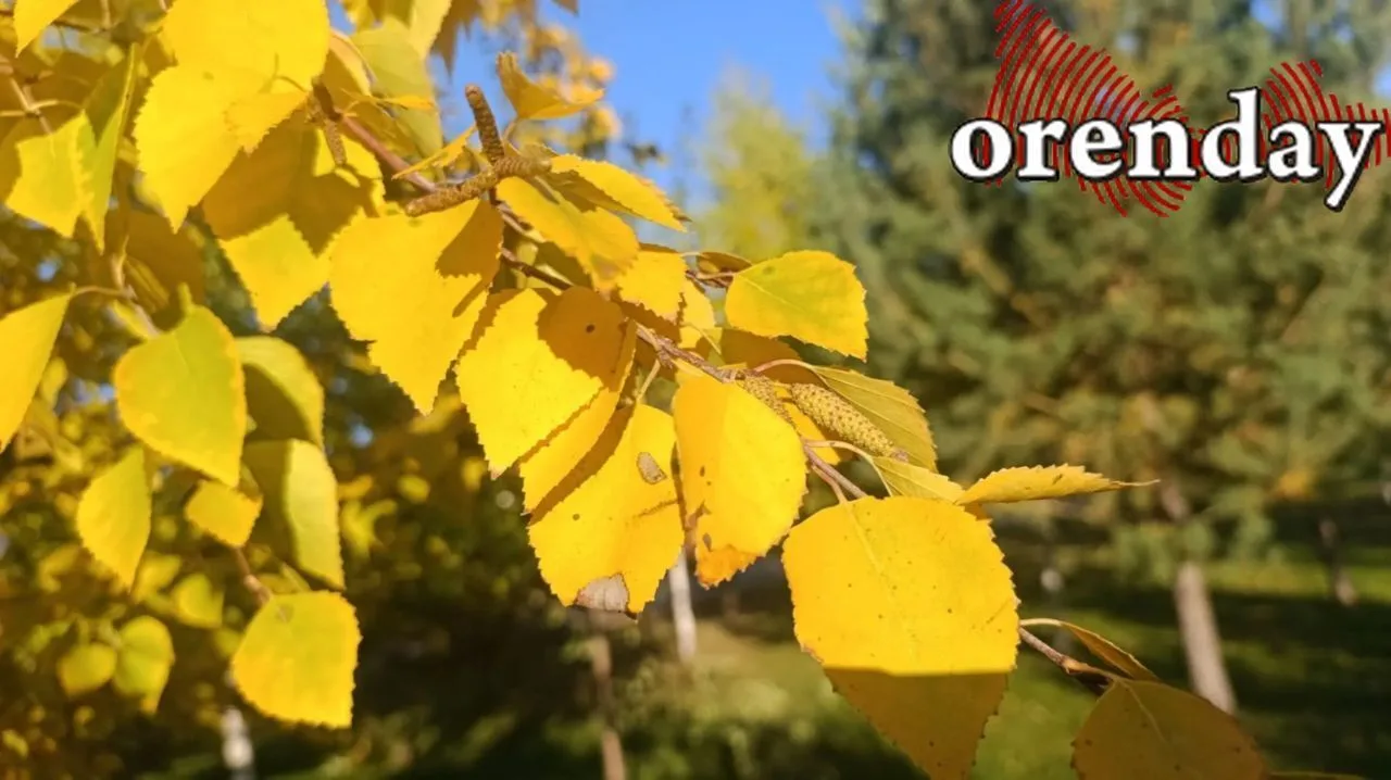 ЗОЛОТО ОСЕНИ В КАЖДОМ КАДРЕ: ЭСТЕТИКА ОСЕННЕГО ОРЕНБУРГА