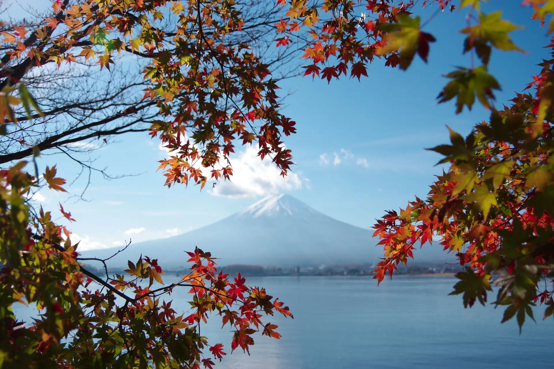 🍁 ЯПОНИЯ ОСЕНЬЮ — КОГДА ДЕРЕВЬЯ СТАНОВЯТСЯ КРАСИВЕЕ САКУРЫ? 🇯🇵