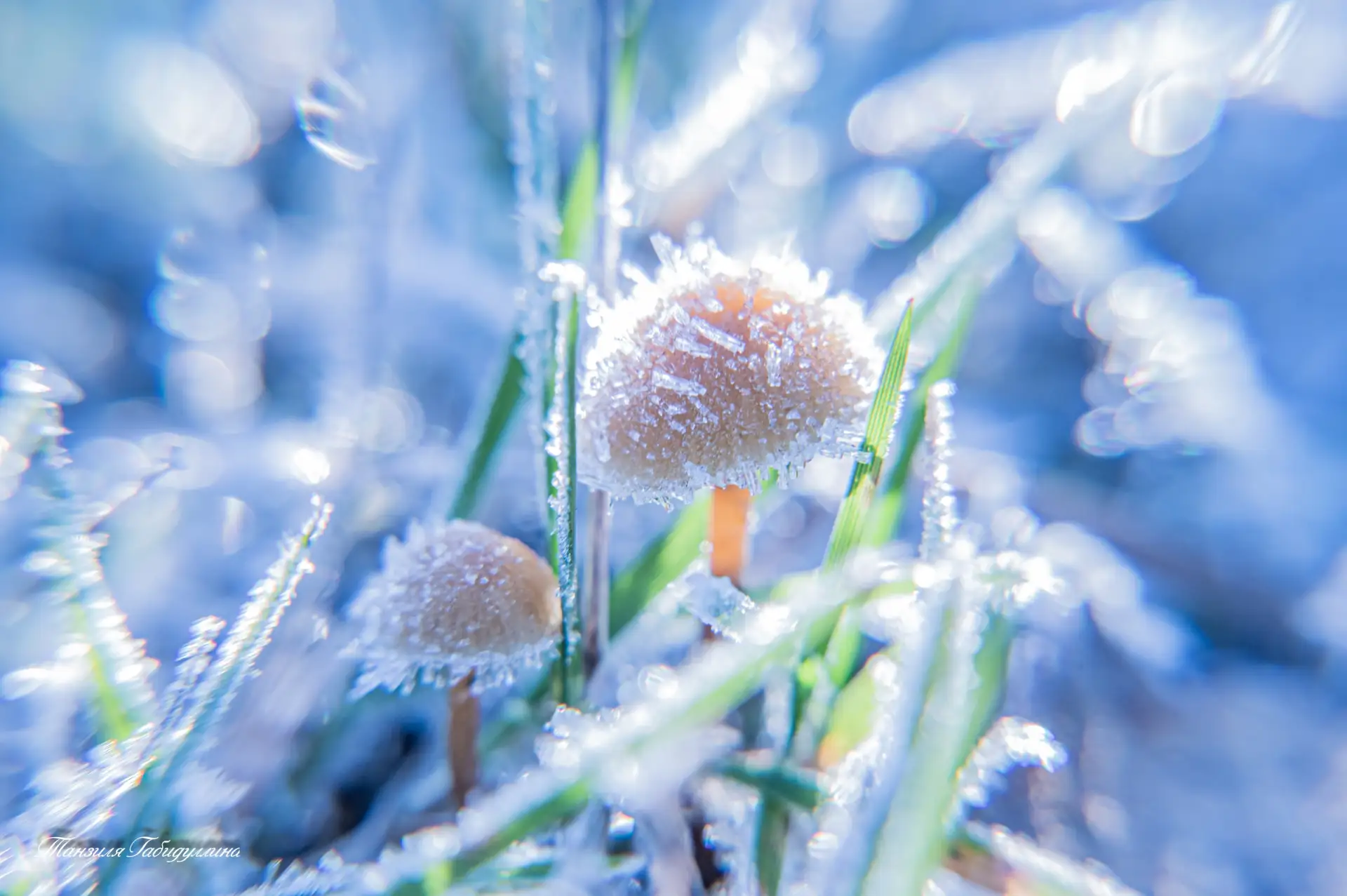 Заморозки ❄