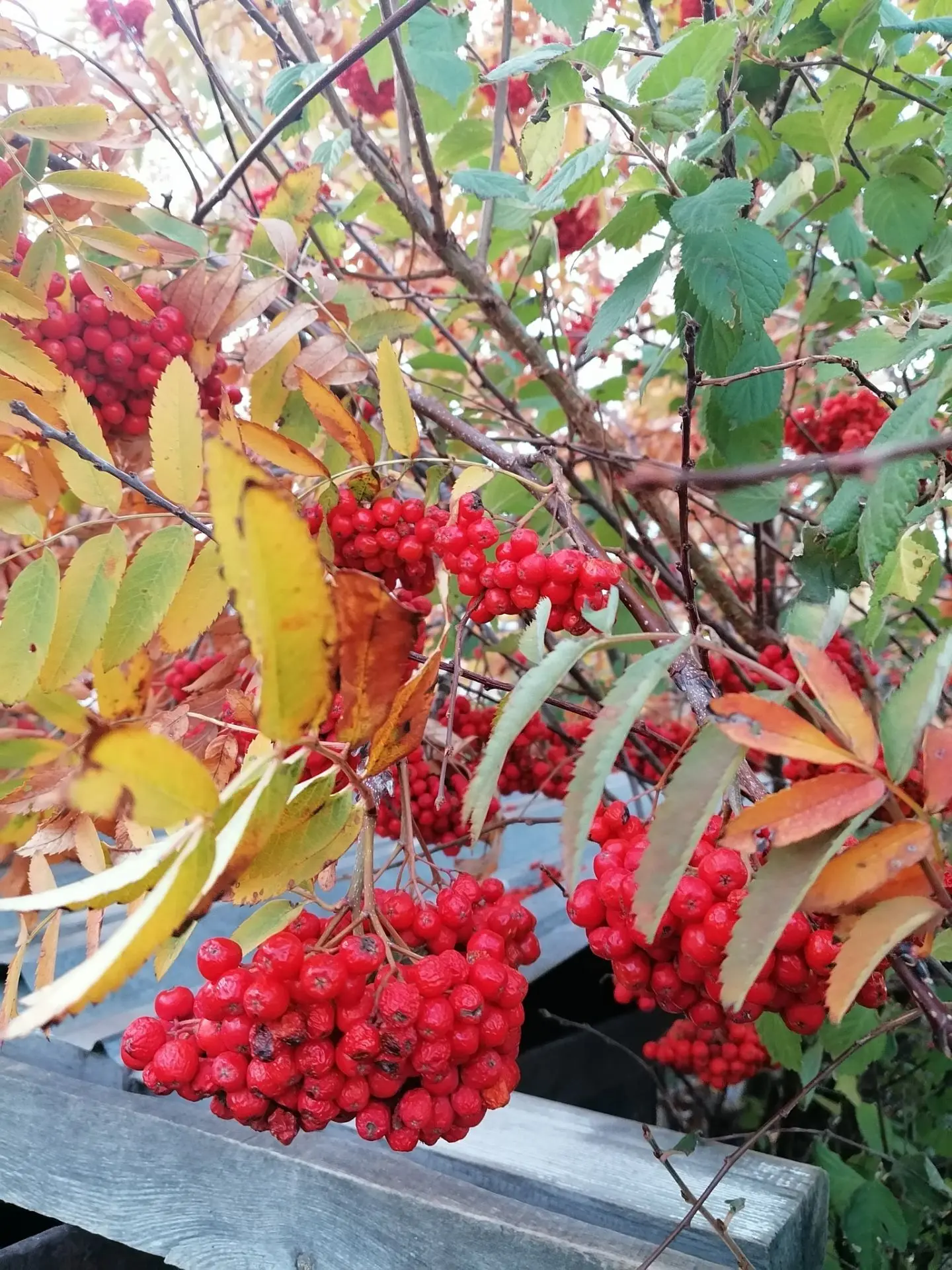 ☀️ Доброе пятничное утро, друзья! С 9 октября! 🍁☕️🍒
