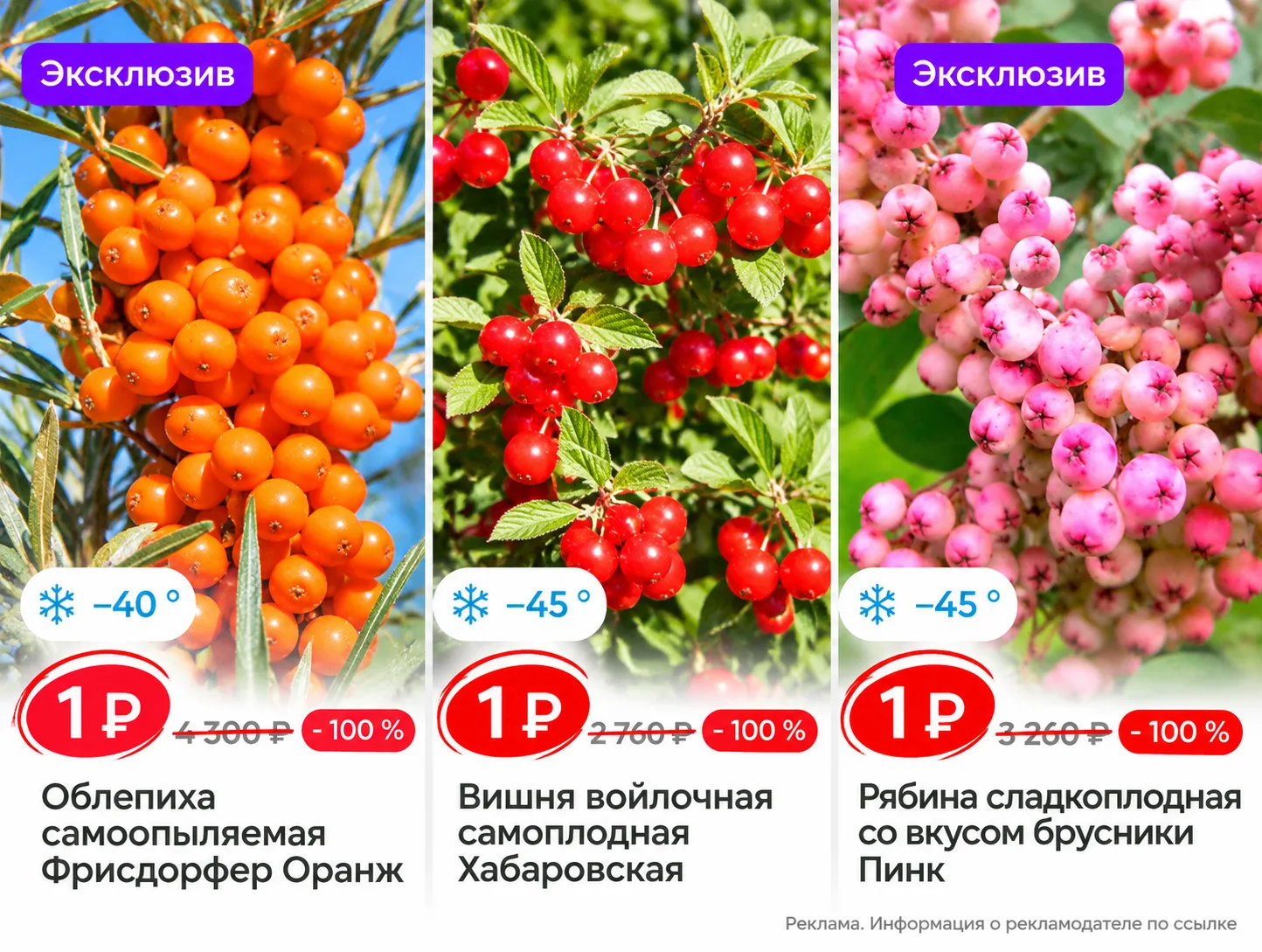 Гарденмарт саженцы 1 рубль👍
