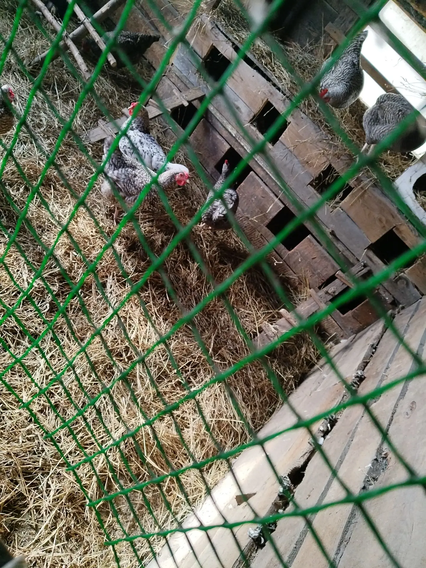 У всех порядок, крапиву насушила для птицы 🙂