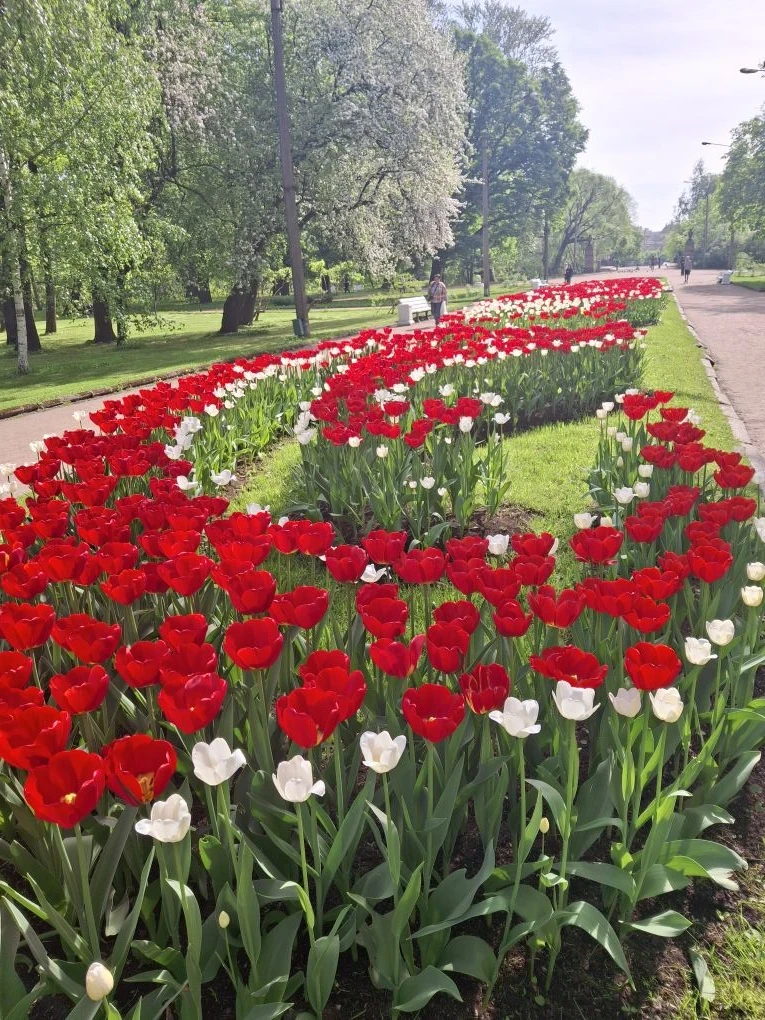 Тюльпановая река.