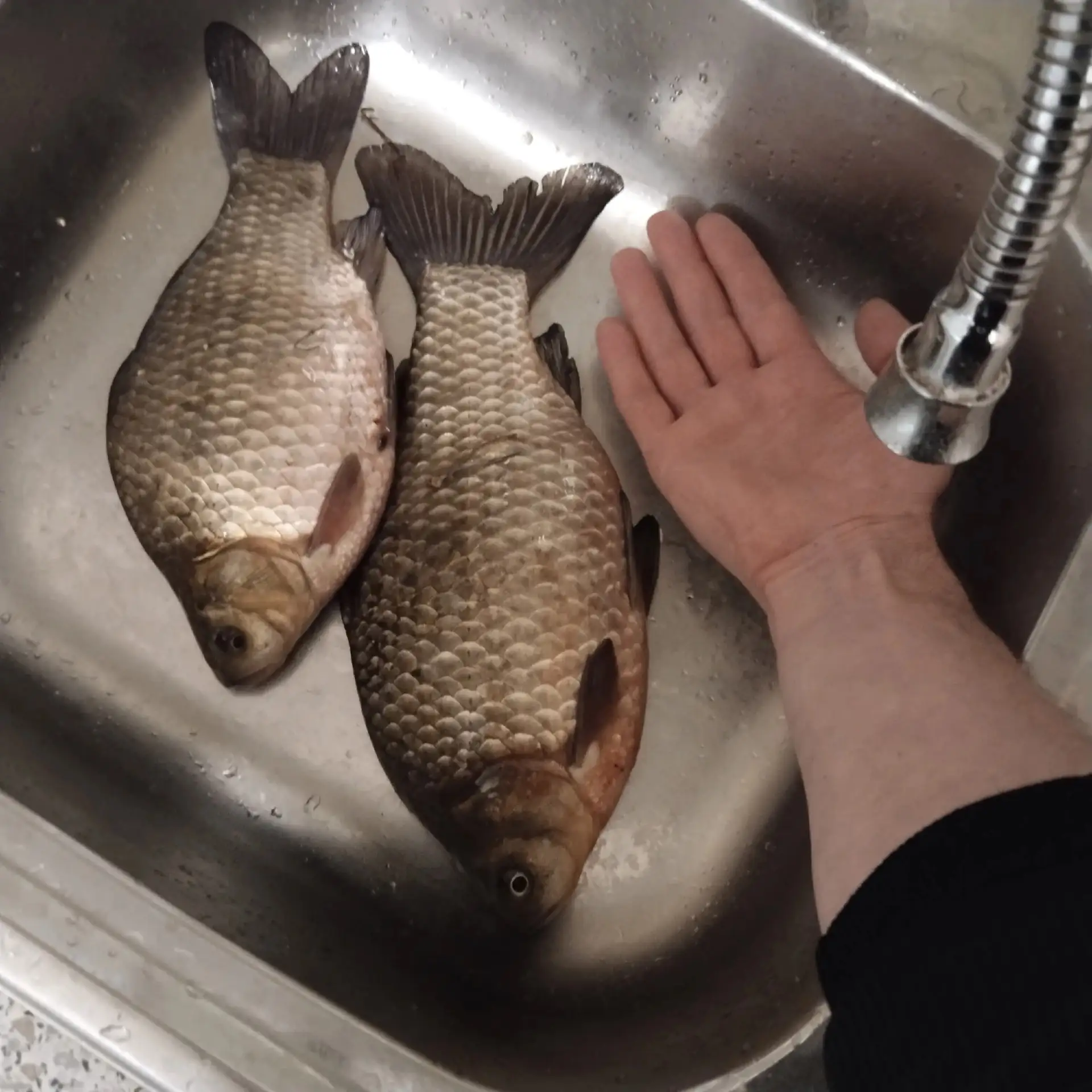 Вот такие осенние карасямбы клюют, на речке быковка,белый апарыш.