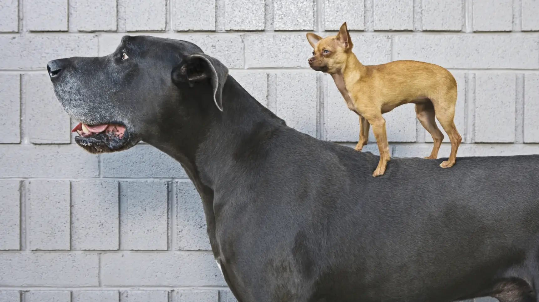 🐕 Почему большие собаки живут меньше?