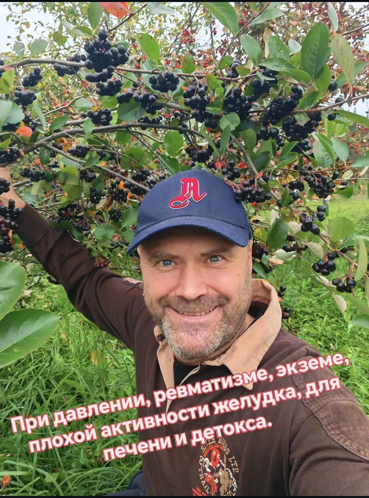 Невероятная и недооцененная ягода при новых вирусах, для сердца и сосудов, иммунитета!