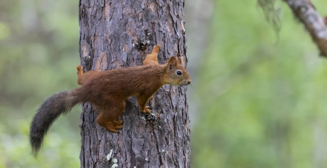 Этот хвост принадлежит белке! 🐿️