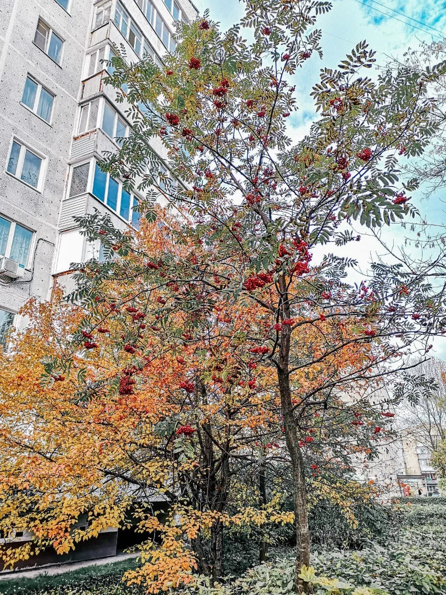 🌧Пасмурно, дождь и до +15°С ожидаются сегодня