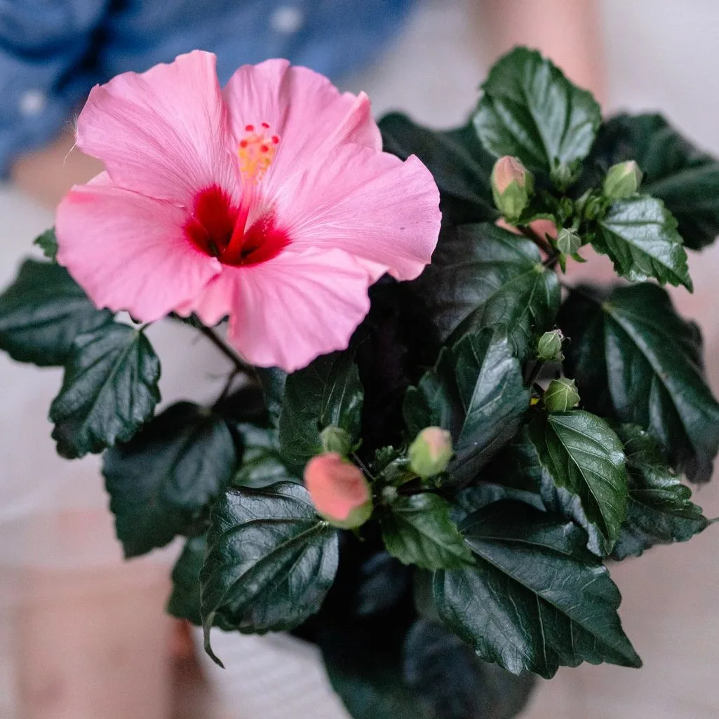 🌸 Гибискус ❤️