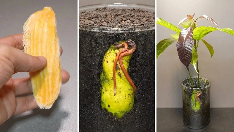 ВЫРАЩИВАНИЕ МАНГО ИЗ КОСТОЧКИ 🥭