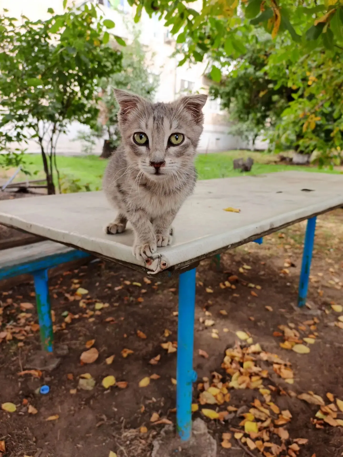 Котик в хорошие ручки, ему месяца два не больше, вислоухий, не дайте ребенку погибнуть ...