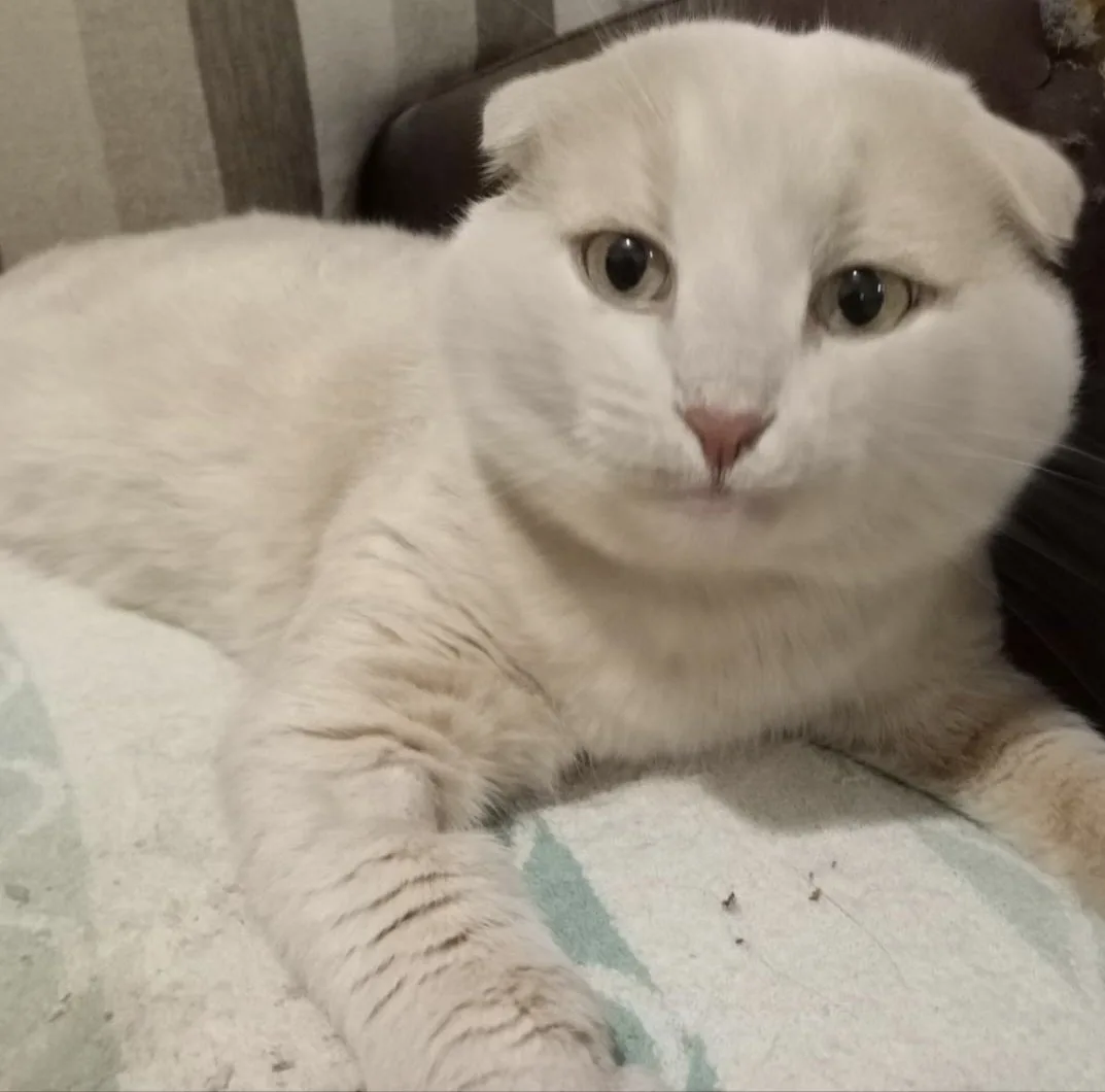 🐈 Омичи ищут дом для кота Персика