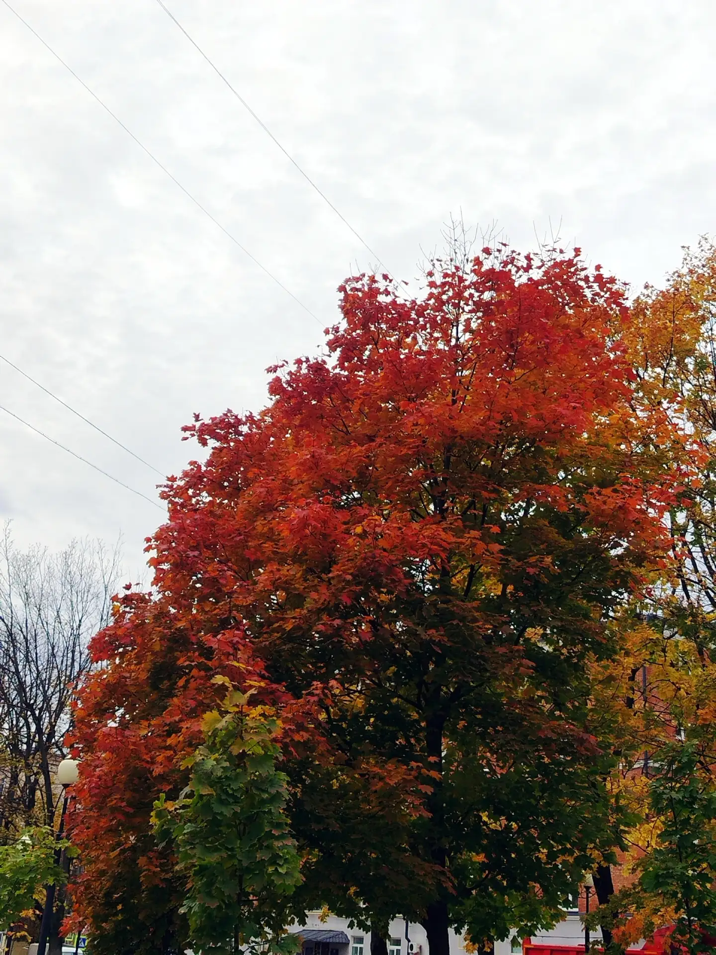 Осень в Балашихе🍂