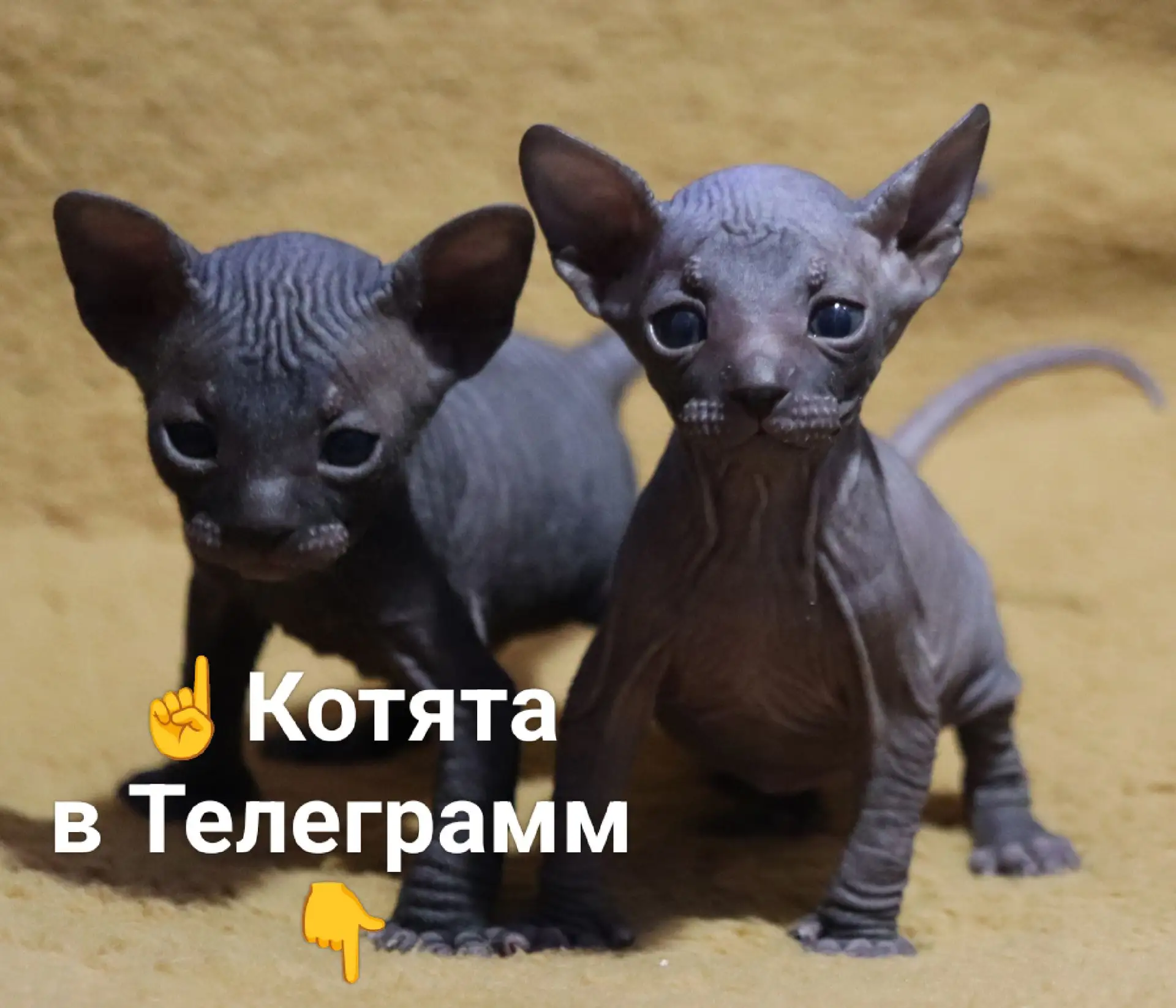 В один клик прямо в мессенджере: приглашаем в наш Маркет котят в Телеграм! 🪐🛒📲✨