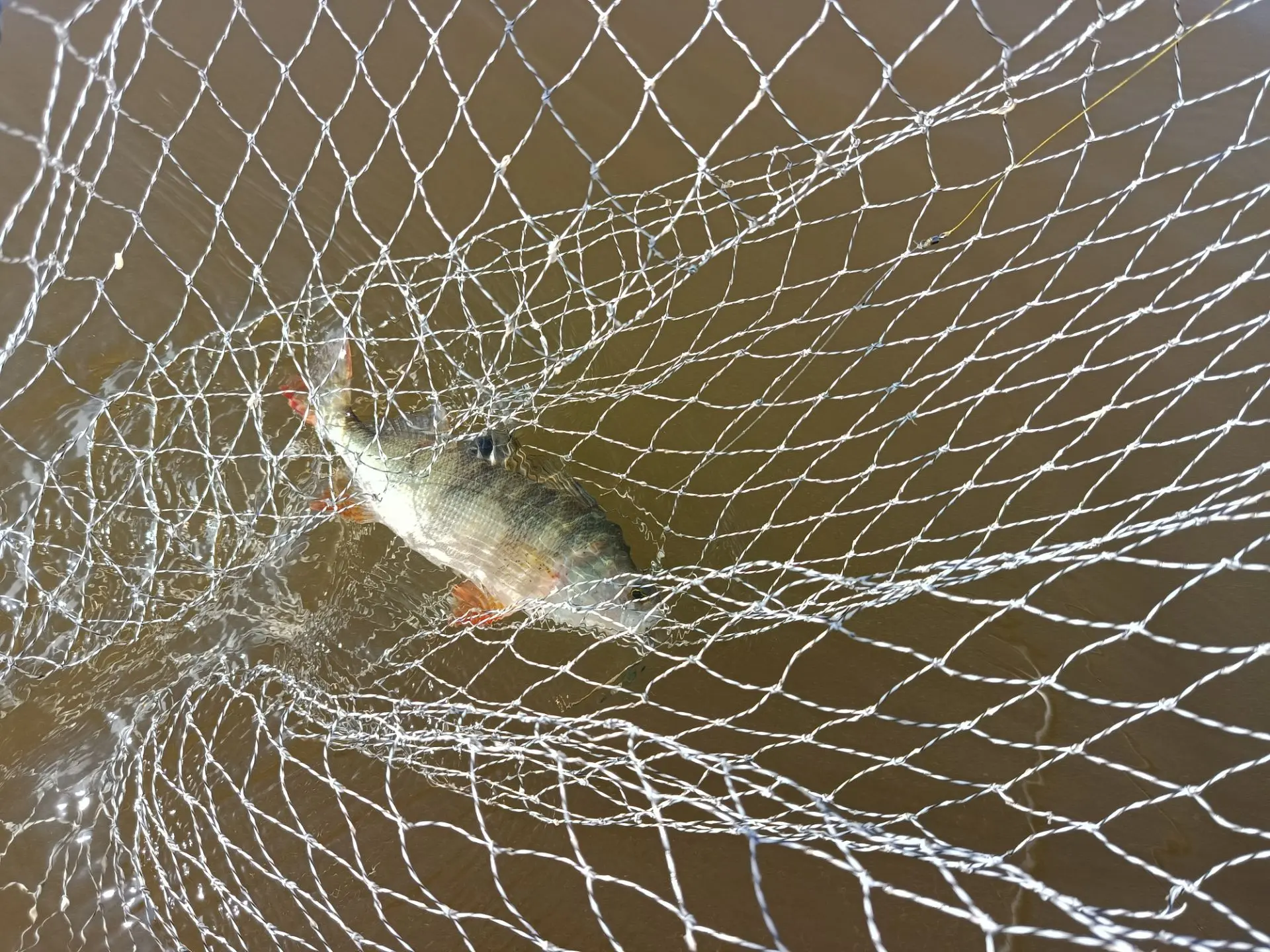 🐟 Астраханский окунь: маленький, да удаленький!