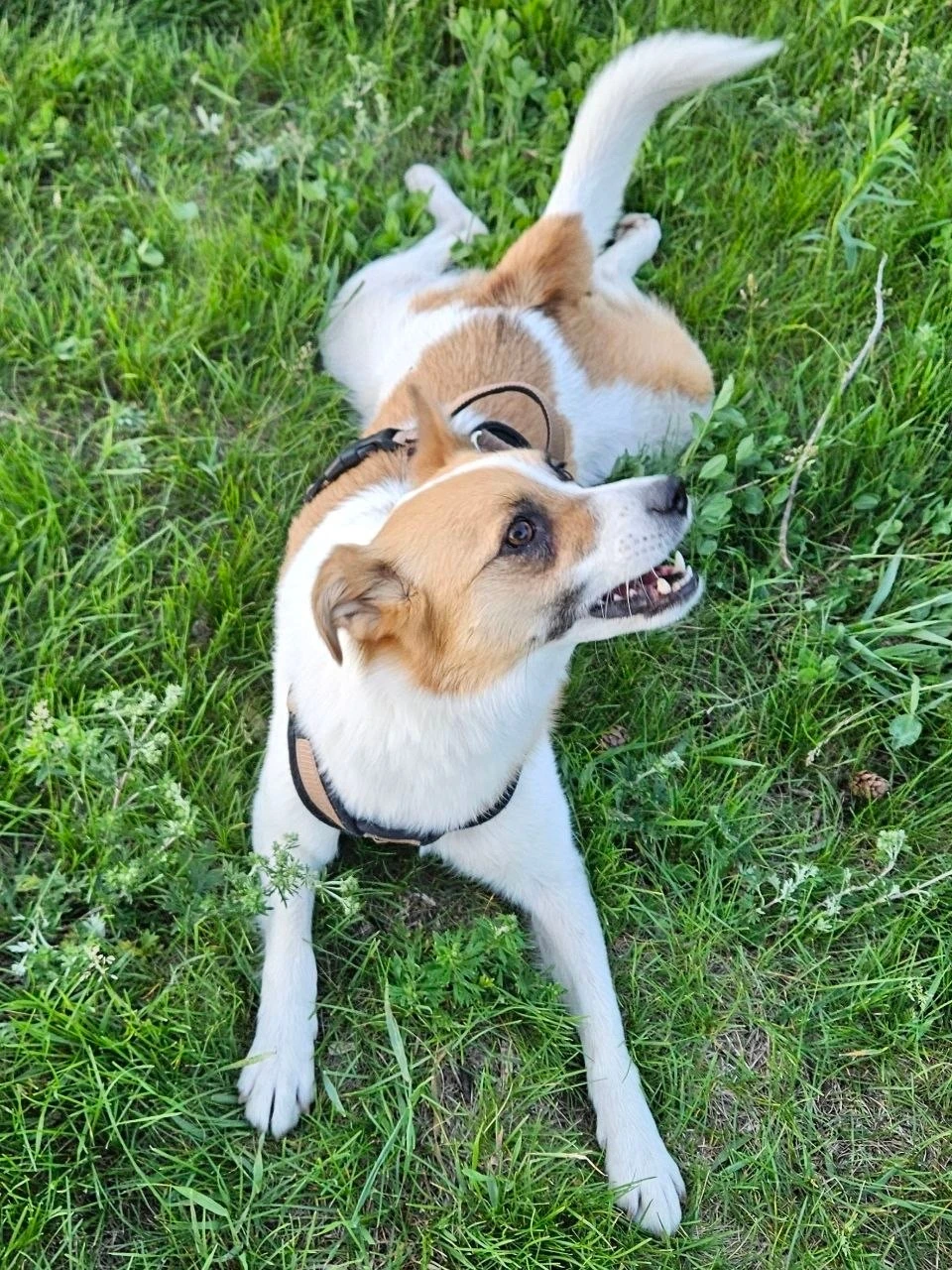 Мира ищет дом: маленькая охотница с большим сердцем!» 🌸🐶