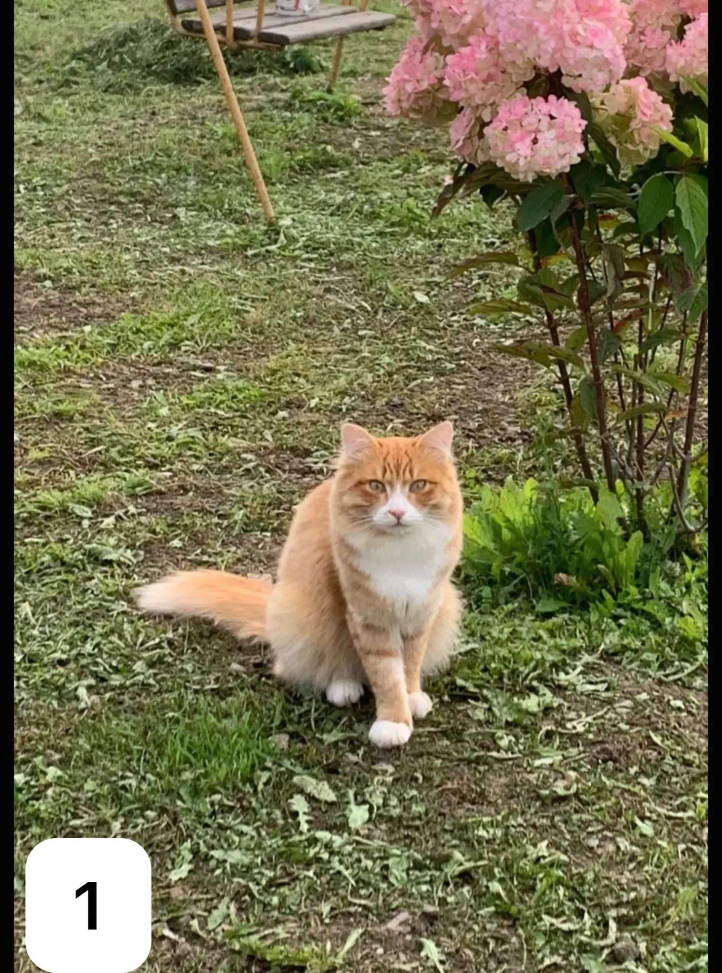 🐾Ваши животные из нашей предложки