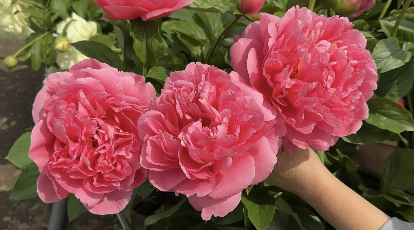 Здравствуйте, дорогие цветоводы! 🌸