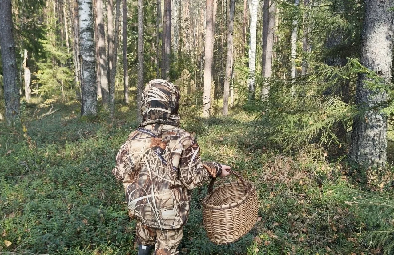 🚧 Грибной сезон: 30+ потерявшихся в лесах области