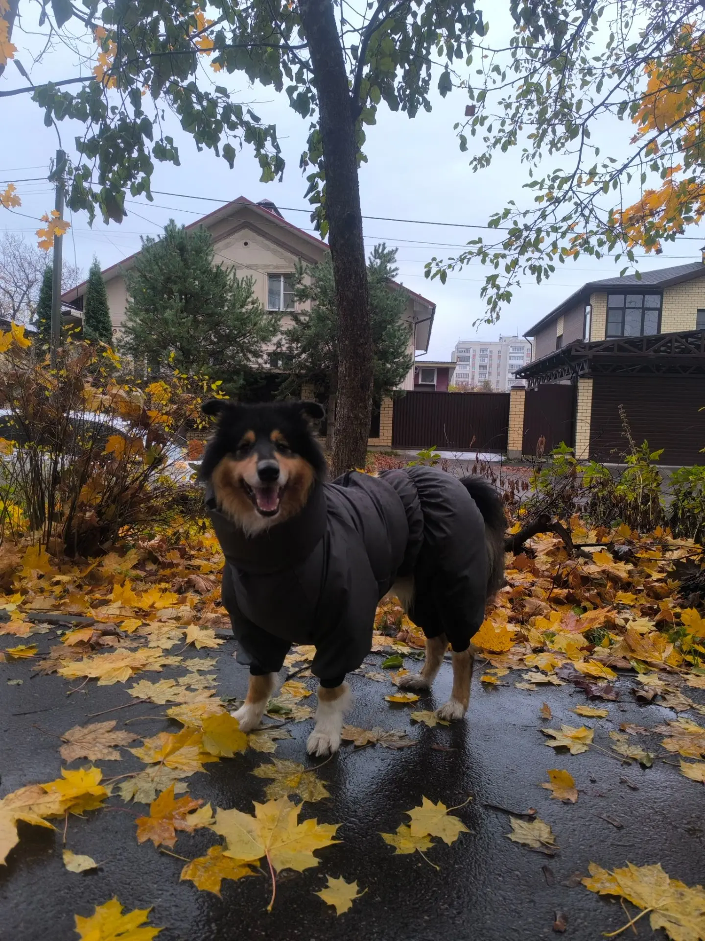 Дождливое осеннее утро 😊