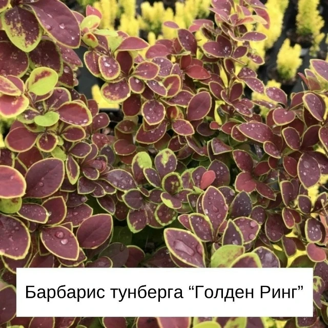 🌿 Как сделать сад цветным без цветов?