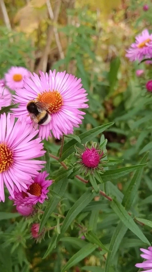 Цветочки 🌸 и шмелёчки 🐝