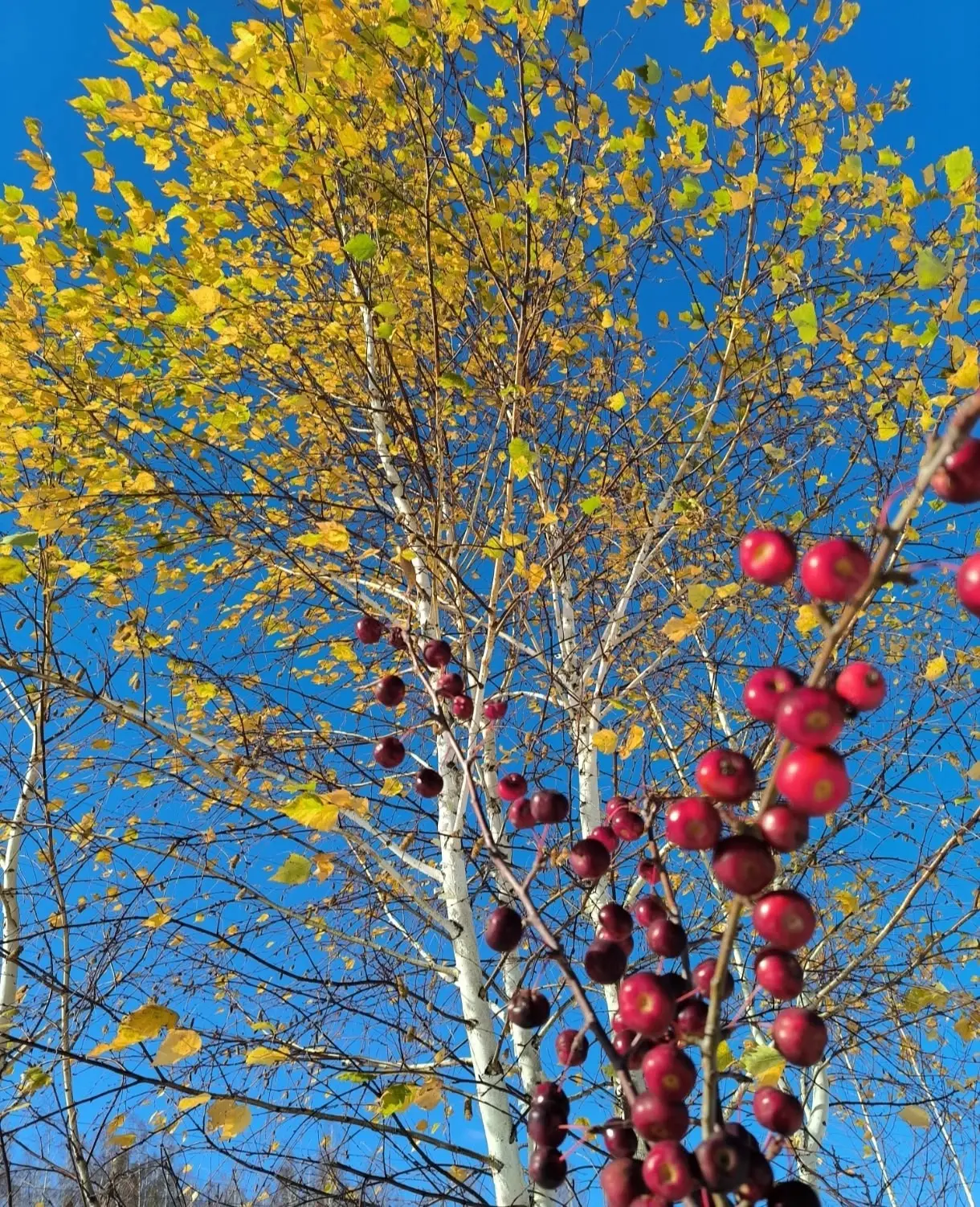 Как не очароваться золотом осени🍁🍂🍃