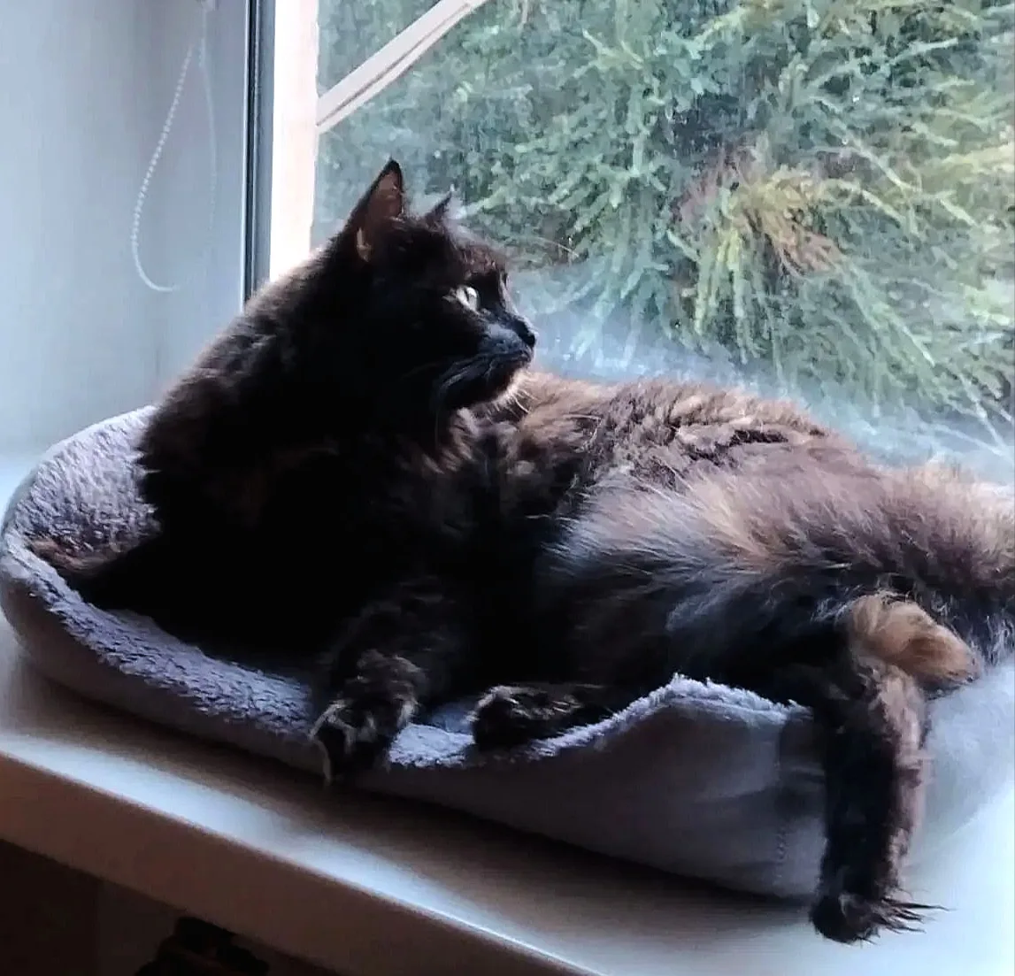 Кошечка Сима, в поисках дома и доброго человека 🙏🏠. Очень красивая, привита, стерелиз...