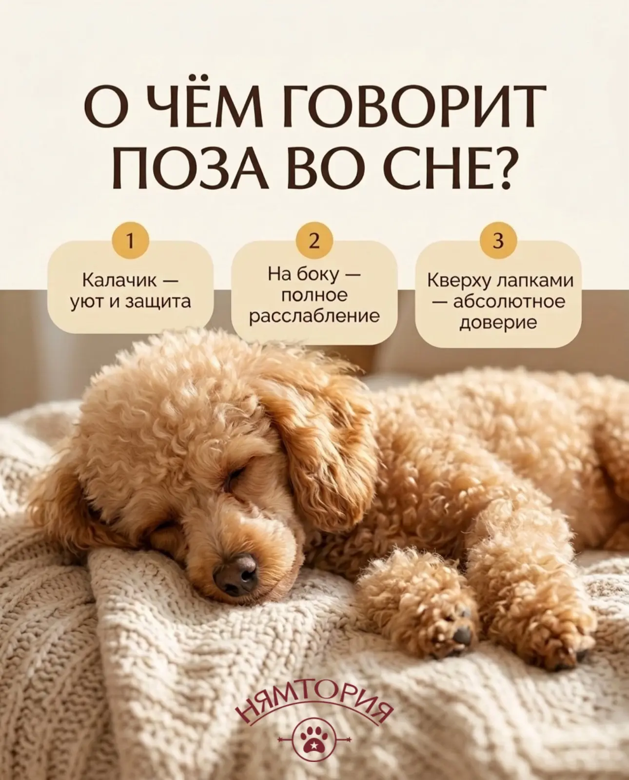 О чём говорят позы, в которых спит собака? 💤