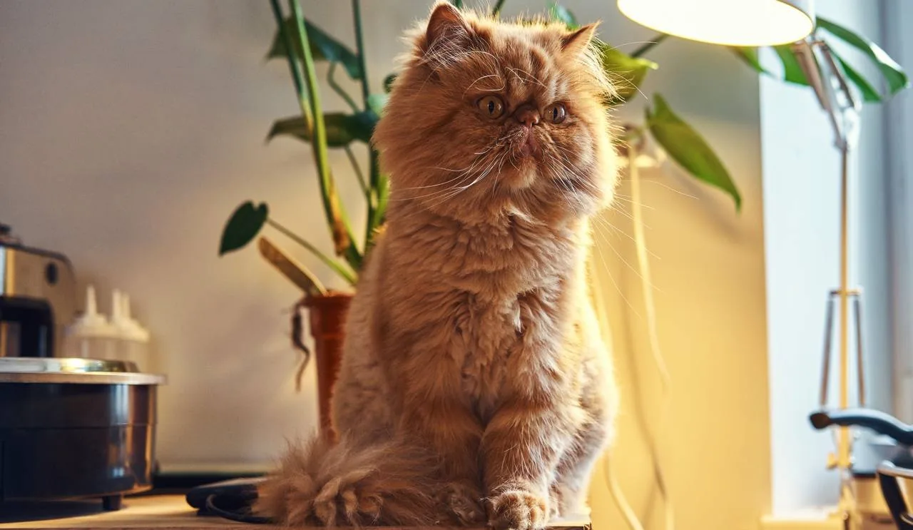 🐈Секрет рыжих котов раскрыли ученые.