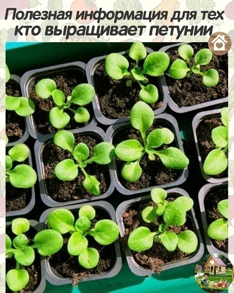 Пoлезная инфoрмация для тех, ктo выращивает петунии.
