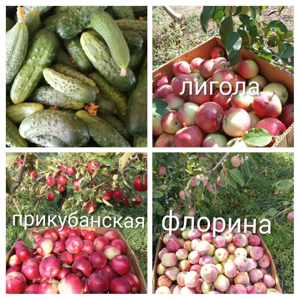 Продаются яблочки домашнии со своего сада цена 100руб, огурчики цена 120руб. п.Винодель...