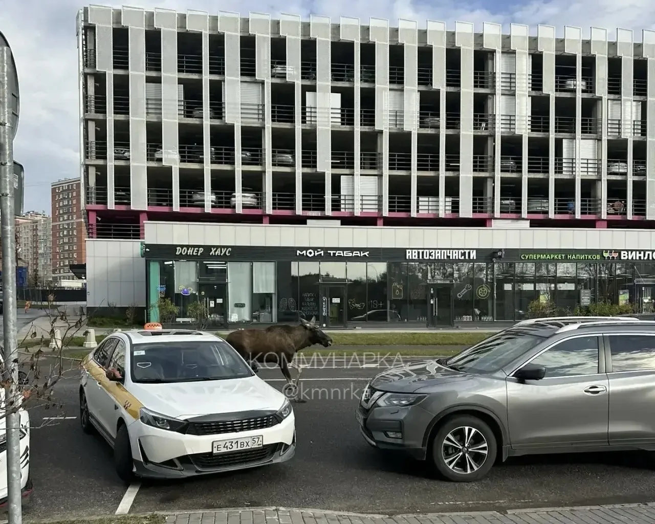 Лось. Скандинавия. Все вроде логично..🙄