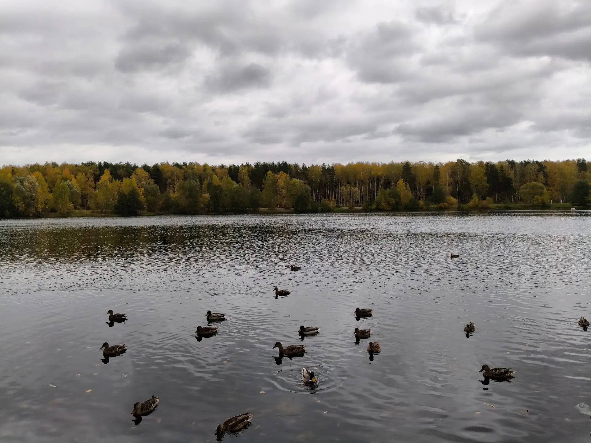 Птичья столовая 🦆🕊