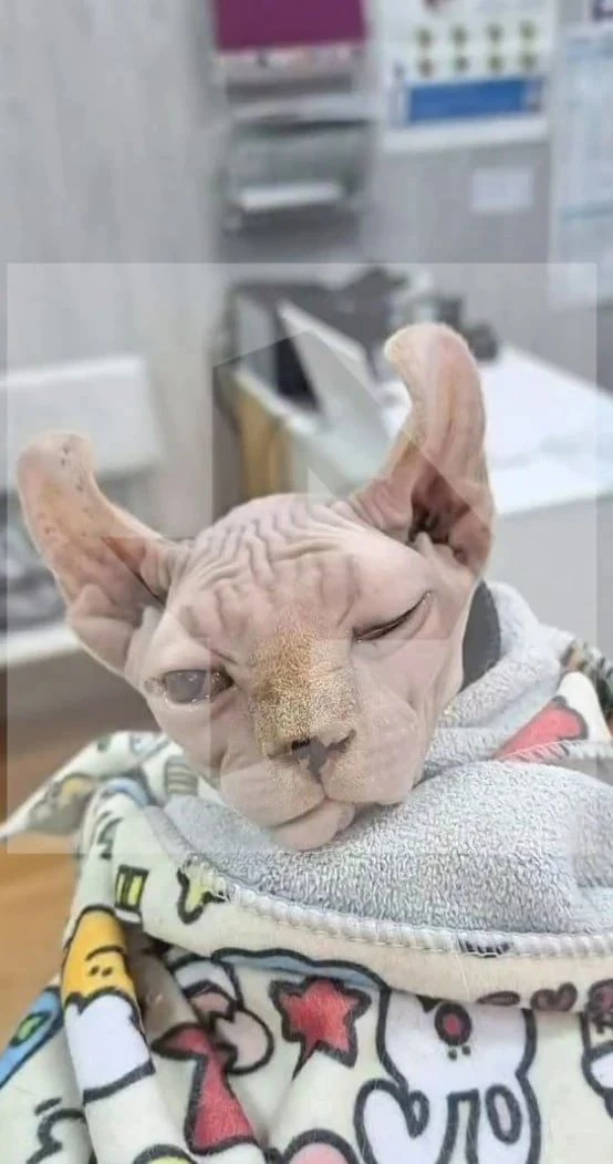 🙀Сотни больных сфинксов спасли из питомника в Саратовской области.