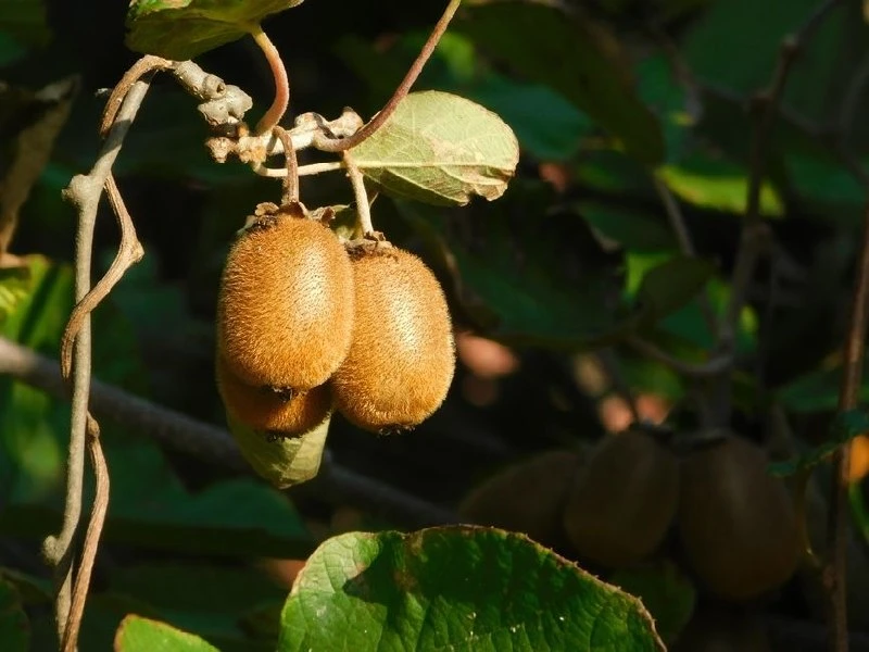 Киви в своём саду — реально! 🥝