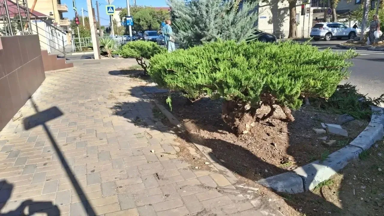 🌿 Новый тренд: в Анапе занялись ландшафтным дизайном