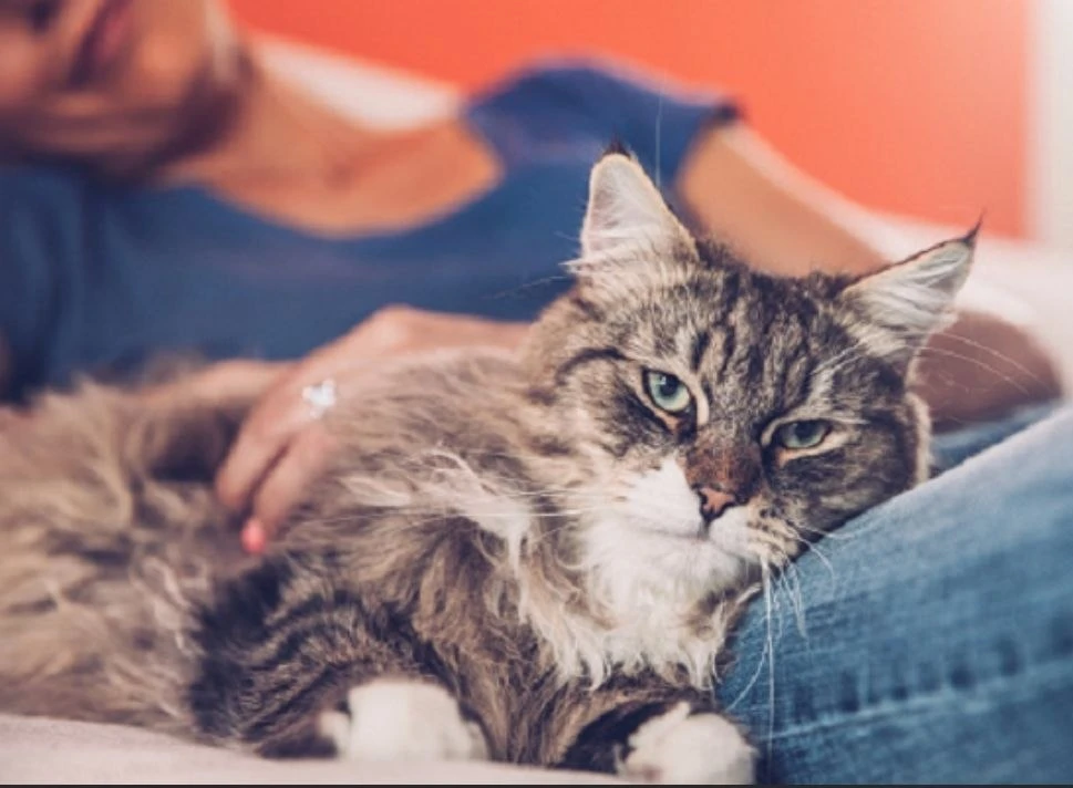 🐱Правда ли, что кошка привязывается не к хозяину, а к дому