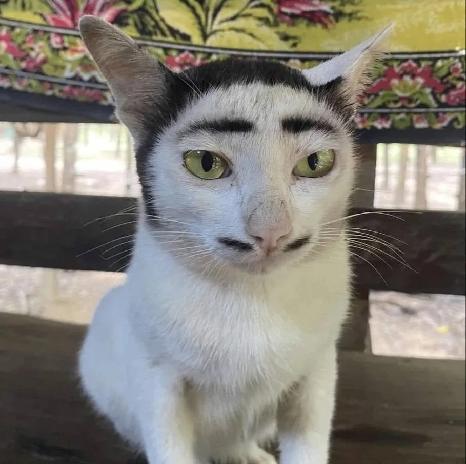 *бро мы?