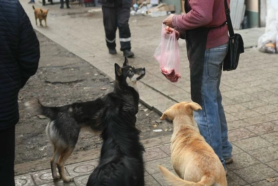 В Новосибирской области усилят контроль за бездомными собаками - создадут рабочую группу
