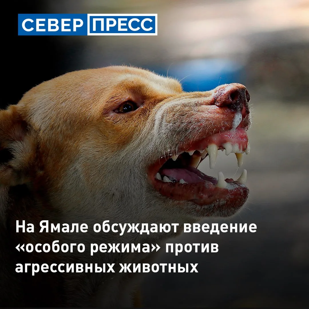 На Ямале обсуждается введение экстраординарных мер для борьбы с агрессивными собаками.