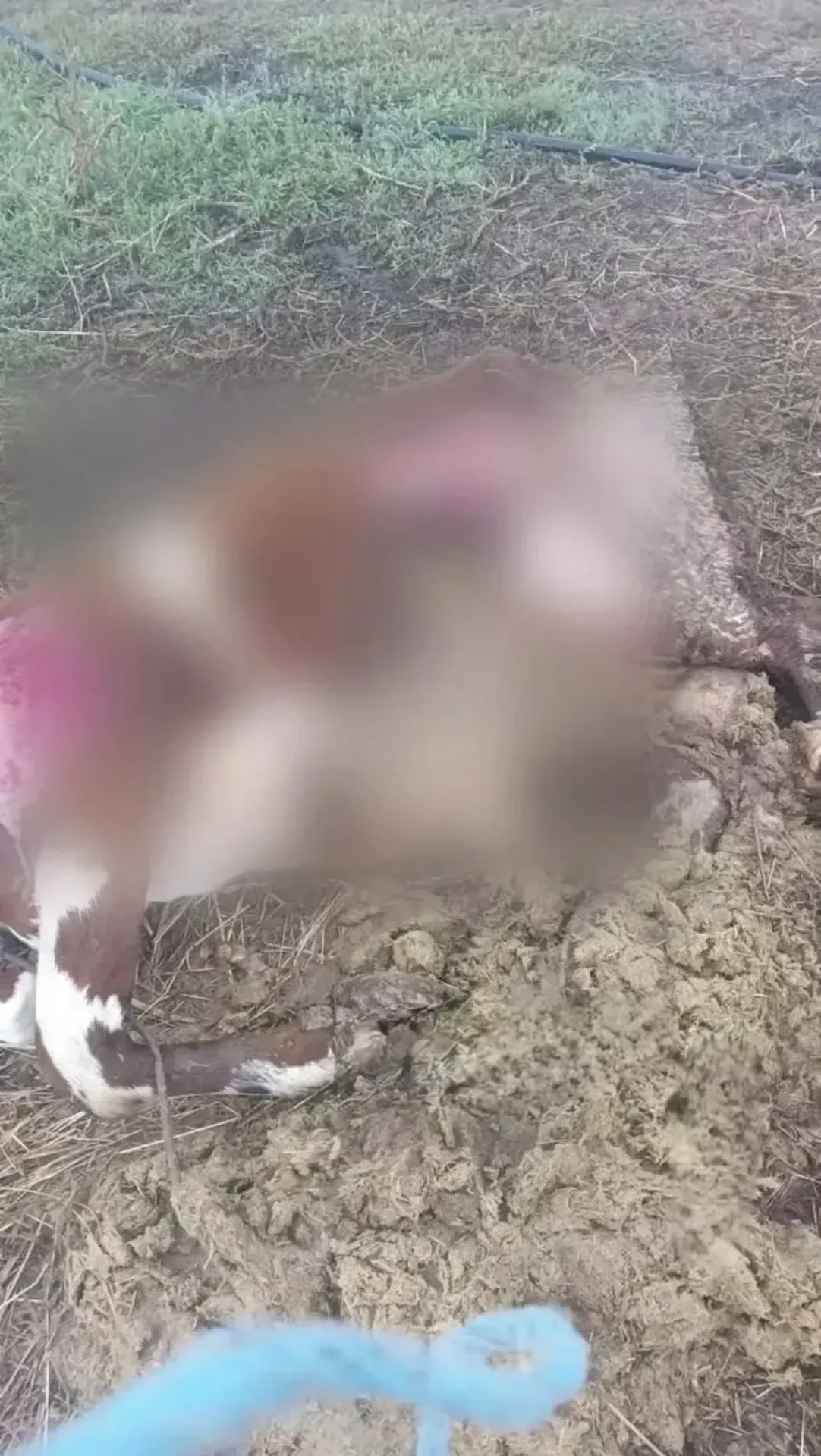 🐺 В Староминском районе волки за неделю загрызли двух быков и начали подходить к домам