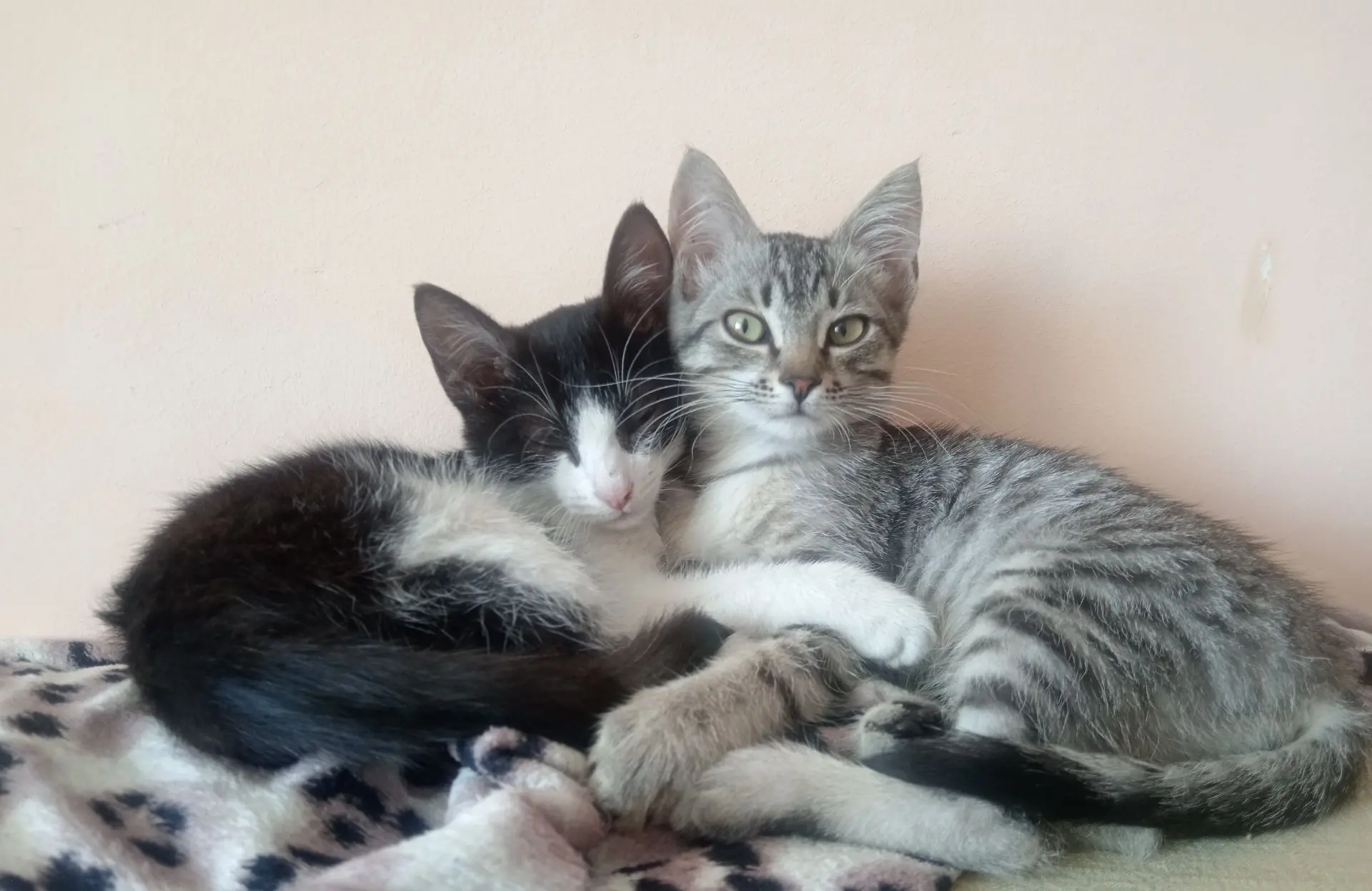 Отдам котят в добрые руки.