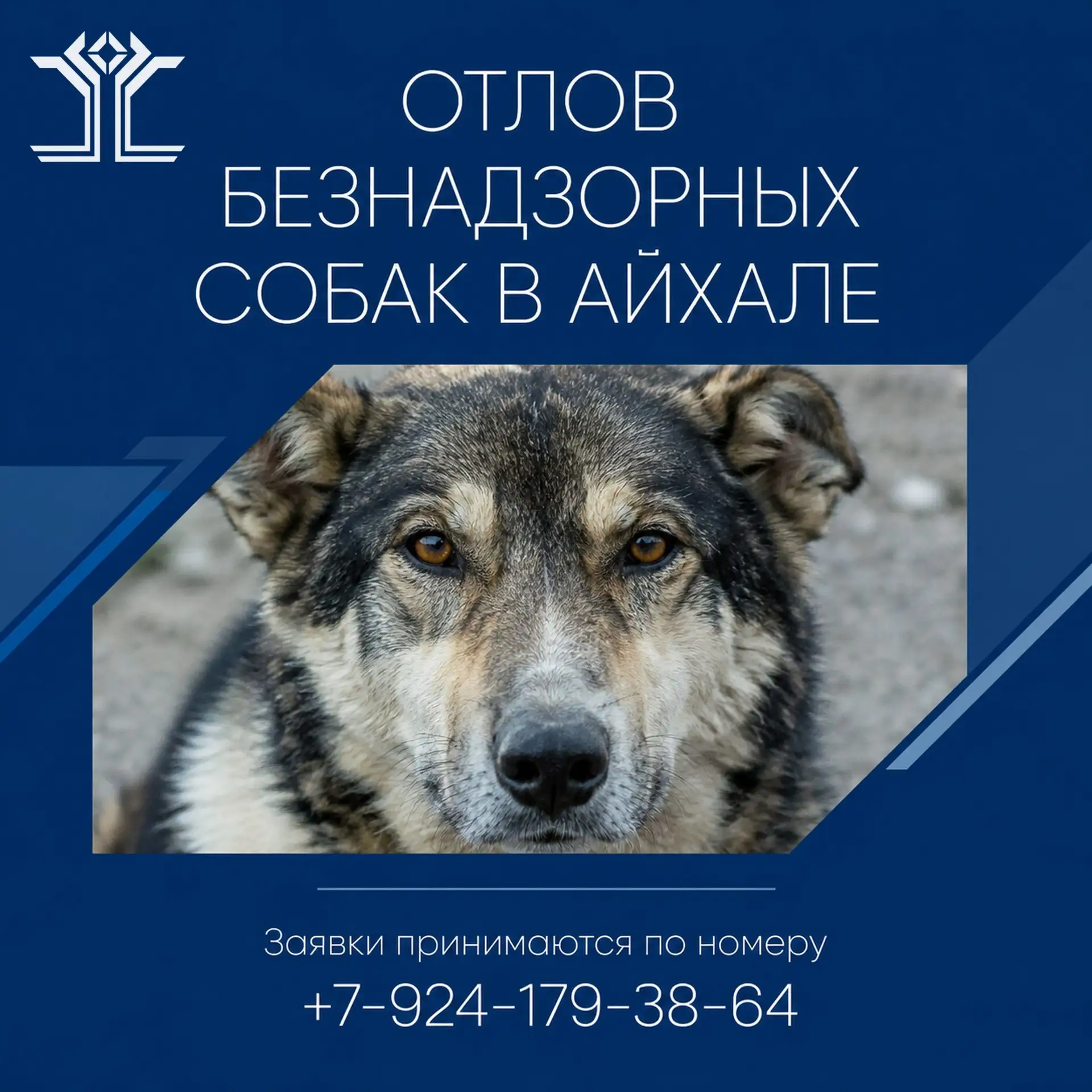 📢 Отлов безнадзорных животных в посёлке Айхал