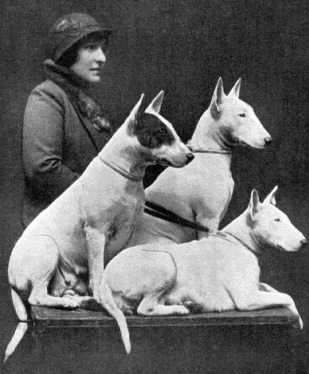 ⚡было-стало ⚡  бультерьер ⚡️breedsinfo ⚡️dogmem