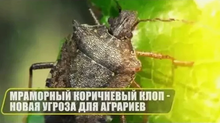Внимание: коричнево‑мраморный клоп (Halyomorpha halys) — карантинный вредитель