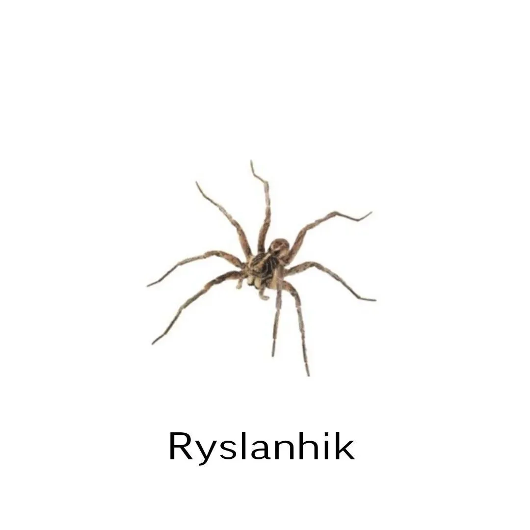 кидай руслан чику