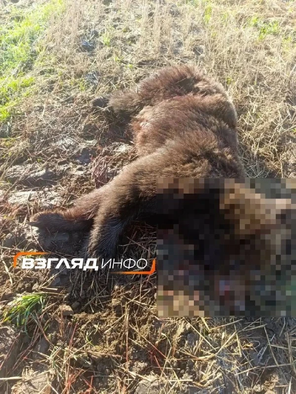 🐻 За кладбищем в Минусинском округе уничтожили медведя